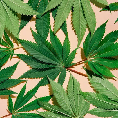 Close-up of green cannabis leaves on a pink background